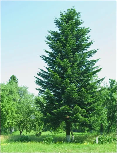 De quel arbre s'agit-il ?