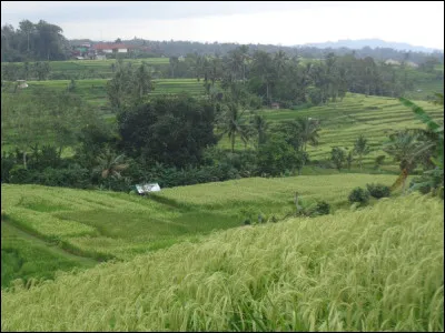 Le paysage emblématique de Bali reste toutefois les rizières en terrasses, comme celles de Jatiluwih que vous voyez ici en photo. Que signifie "Jatiluwih" en langue balinaise
