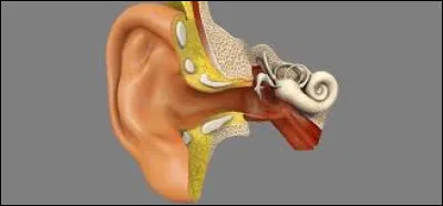 Dans l'oreille humaine, est-ce qu'on y trouve l'enclume, le marteau et l'étrier ?