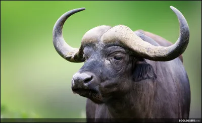 De quel animal s'agit-il ?