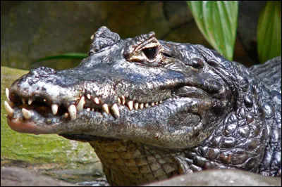 De quel animal s'agit-il ?