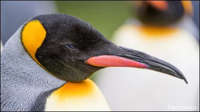 De quel animal s'agit-il ?