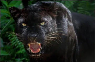 De quel animal s'agit-il ?