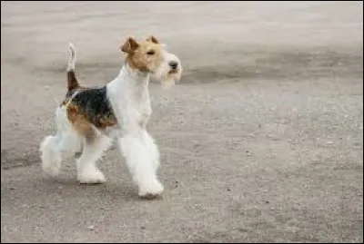 Trouvez le nom du chien !