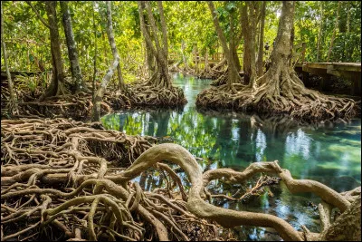 Formation végétale des littoraux de la zone tropicale. Mot d'origine anglaise.