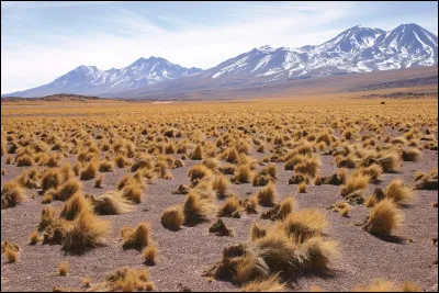 Haut plateau, notamment dans la Cordillère des Andes. Mot espagnol.