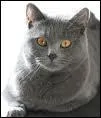 Quelle est la race de ce chat ?
