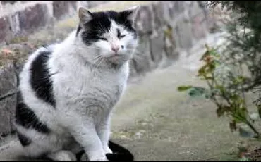 Quiz Felins