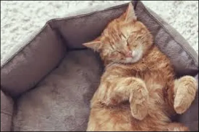 Quelle est la durée quotidienne de sommeil d'un chat ?
