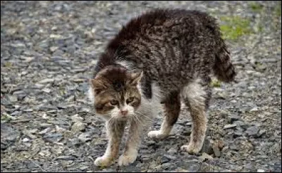 Comment un chat montre-t-il qu'il se sent menacé ?