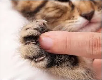 Combien de griffes un chat a-t-il sur ses pattes avant ?