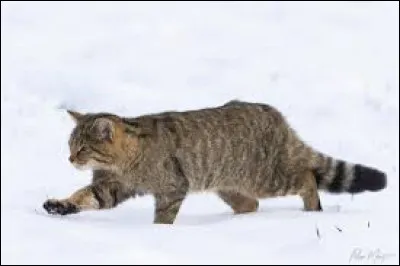 Quel est le nom scientifique du chat domestique ?