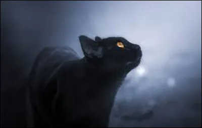 Les chats peuvent-ils voir dans l'obscurité ?