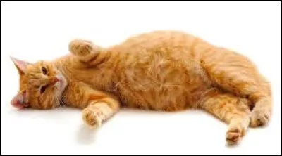 Combien de temps une chatte est-elle en gestation ?