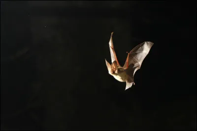 Comment dit-on "chauve-souris" en anglais ?