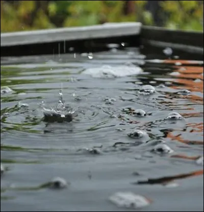 Si "mettre les pieds dans le plat" signifie : aborder un sujet qu'il valait mieux éviter, alors qu'est-ce que ce "plat' ?