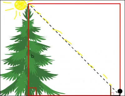 Un arbre projette une ombre de 10 m lorsque le soleil est à un angle de 45°. Quelle est la hauteur de l'arbre ?