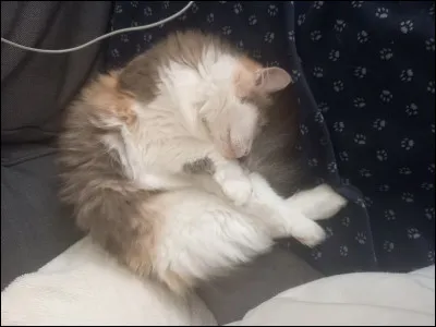 Le trouves-tu mignon ?