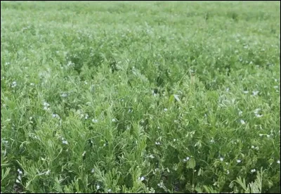 La lentille cultivée fait partie de la famille des...