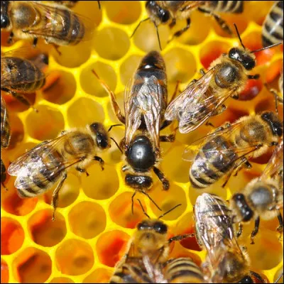 Dans une ruche, comme s'appelle la "cheffe" ?