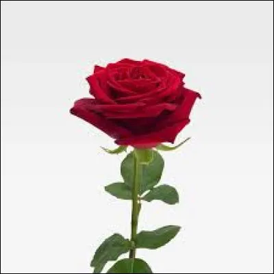 Quel est le pays de la rose ?