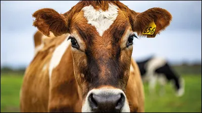 De quelle famille la vache fait-elle partie ?