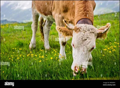 Pendant combien de temps mâche-t-elle de l'herbe par jour ?