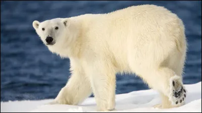 Laquelle de ces propositions ne permet pas à l'ours polaire de résister au froid ?