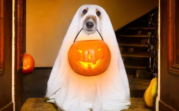 Quiz Halloween