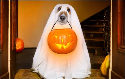 On termine avec une question facile, en quoi est déguisé cet adorable petit chien ?