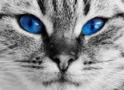 Quiz La Guerre des Clans ''La Prophtie d'toile Bleue''