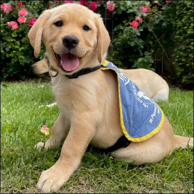 Comment appelle-t-on un chien spécialement formé pour aider une personne aveugle ?