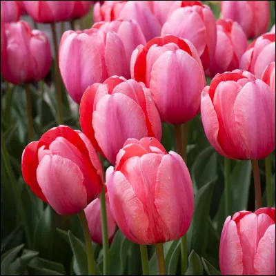 Quelles sont ces fleurs ?