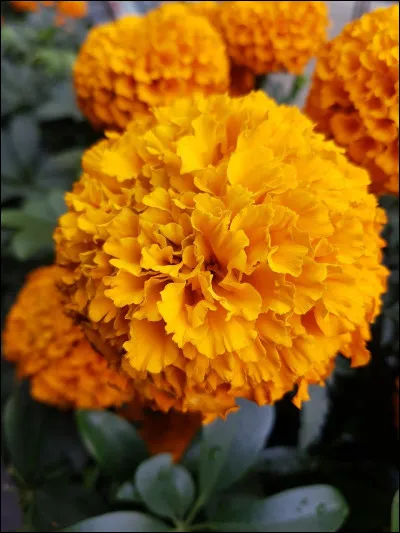 Quel est le nom de cette fleur ?