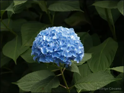 Quel est le nom de cette fleur ?