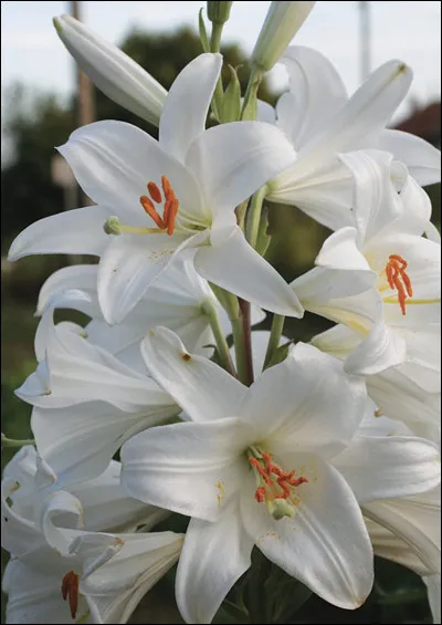 Quel est le nom de cette fleur ?