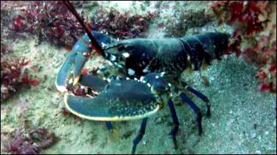 Quel est cet animal ?