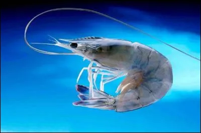 Quel est cet animal ?