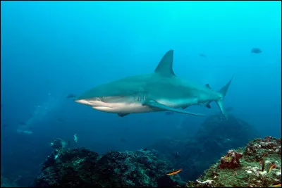 Quel est cet animal ?