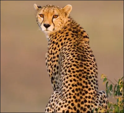 Cette image représente un guépard.