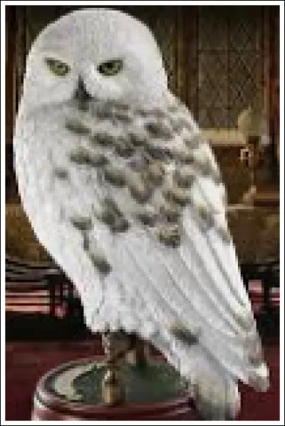 Quel est le nom de la chouette d'Harry Potter ?