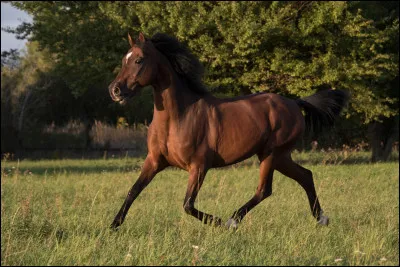 Quel est le mécanisme du trot ?