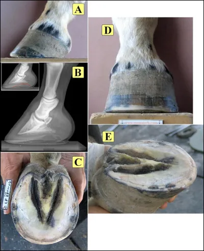 Quelle partie n'appartient pas au sabot ?