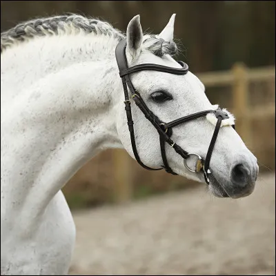 Quelle est cette muserolle ?