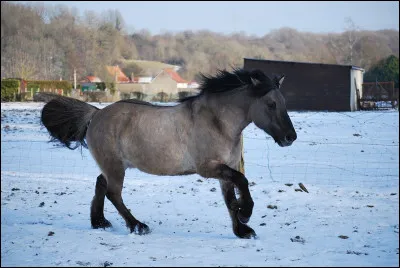 Quelle est la particularité de robe de ce cheval ?