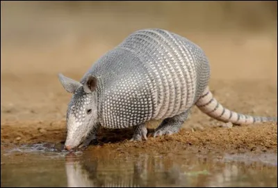 Voici un pangolin :