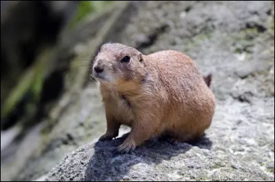 Mais ça, c'est un pangolin :