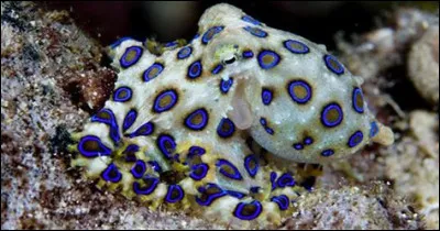 Malgré son aspect, cette pieuvre est inoffensive :