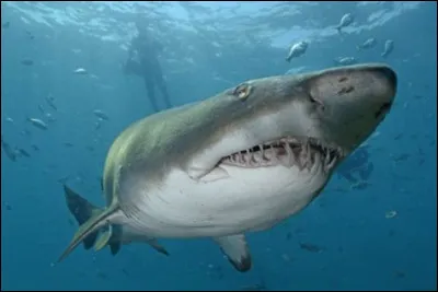 Voici un requin citron :