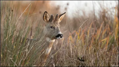 Quel Premier ministre a utilisé le plus de 49,3 ?